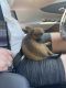 Chihuahua Puppies for sale in Leesburg, FL, USA. price: $550
