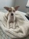 Chihuahua Puppies for sale in Camden, NJ, USA. price: $400