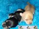 Chihuahua Puppies for sale in Santa Clara, CA 95051, USA. price: $1,000