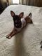 Chihuahua Puppies for sale in Laurens County, SC, USA. price: NA