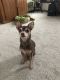 Chihuahua Puppies for sale in Freeport, MI 49325, USA. price: NA