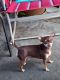 Chihuahua Puppies for sale in Moscow, TX 75960, USA. price: NA