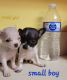 Chihuahua Puppies for sale in Mineral, VA 23117, USA. price: $1,000