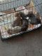 Chihuahua Puppies for sale in El Mirage, AZ, USA. price: $50