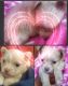 Chihuahua Puppies for sale in Upper Marlboro, MD 20772, USA. price: $1,800