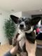 Chihuahua Puppies for sale in Palatine, IL 60074, USA. price: $3,000