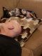 Chihuahua Puppies for sale in Independence, MO, USA. price: $100
