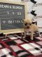 Chihuahua Puppies for sale in Seneca, MO 64865, USA. price: $600