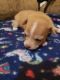 Chihuahua Puppies for sale in Mulga Rd, Wellston, OH 45692, USA. price: $1,000