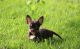 Chihuahua Puppies for sale in Seattle, WA, USA. price: $410