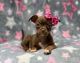 Chihuahua Puppies for sale in 3770 Stauss Ct, Antelope, CA 95843, USA. price: $1,500