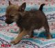 Chihuahua Puppies for sale in Flint, MI 48506, USA. price: $600