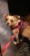 Chihuahua Puppies for sale in Spartanburg, SC, USA. price: $150
