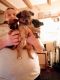 Chihuahua Puppies for sale in Kingsport, TN, USA. price: $150