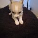 Chihuahua Puppies for sale in Modesto, CA, USA. price: $300