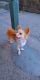 Chihuahua Puppies for sale in Larksville, PA 18651, USA. price: $600