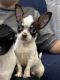 Chihuahua Puppies for sale in Hattiesburg, MS, USA. price: $500
