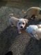 Chihuahua Puppies for sale in Red Springs, NC 28377, USA. price: NA