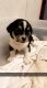 Chihuahua Puppies for sale in Douglas, GA, USA. price: NA