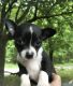 Chihuahua Puppies for sale in Kingston, TN 37763, USA. price: $350
