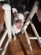 Chihuahua Puppies for sale in Carteret, NJ 07008, USA. price: $850