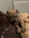 Chihuahua Puppies for sale in 4757 W Mt Houston Rd, Houston, TX 77088, USA. price: NA