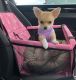 Chihuahua Puppies for sale in Washington, DC, USA. price: $700