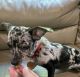 Chihuahua Puppies for sale in Granbury, TX, USA. price: $650