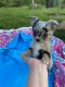 Chihuahua Puppies for sale in Dover, OH, USA. price: $1,250