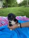 Chihuahua Puppies for sale in Dover, OH, USA. price: $1,050