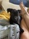 Chihuahua Puppies for sale in Zephyrhills, FL, USA. price: NA