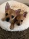 Chihuahua Puppies for sale in Acworth, GA 30102, USA. price: $600