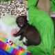 Chihuahua Puppies for sale in Bronx, NY, USA. price: NA