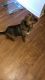 Chihuahua Puppies for sale in Pottstown, PA 19464, USA. price: NA