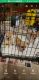 Chihuahua Puppies for sale in Bay Minette, AL 36507, USA. price: NA