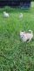 Chihuahua Puppies for sale in Bay Minette, AL 36507, USA. price: NA