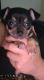 Chihuahua Puppies for sale in Fort Worth, TX 76114, USA. price: NA