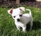 Chihuahua Puppies for sale in Hastings, MN 55033, USA. price: NA