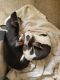 Chihuahua Puppies for sale in Franklin County, PA, USA. price: $800