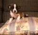 Chihuahua Puppies for sale in Shelby, NC, USA. price: NA