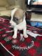 Chihuahua Puppies for sale in Clermont, FL, USA. price: NA
