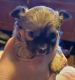 Chihuahua Puppies for sale in Lakemore, OH, USA. price: $850