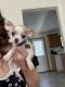 Chihuahua Puppies for sale in Chaska, MN 55318, USA. price: NA