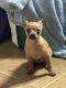 Chihuahua Puppies for sale in Zephyrhills, FL, USA. price: $1,000