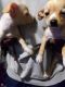 Chihuahua Puppies for sale in Hamilton Township, NJ, USA. price: NA