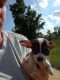 Chihuahua Puppies for sale in Glenwood, GA, USA. price: NA