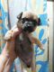 Chihuahua Puppies for sale in Elgin, IL 60120, USA. price: $1,000