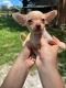 Chihuahua Puppies for sale in MAGNOLIA SQUARE, FL 34771, USA. price: NA