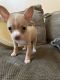 Chihuahua Puppies for sale in Detroit, MI, USA. price: $1,800