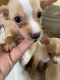 Chihuahua Puppies for sale in Detroit, MI, USA. price: $1,800